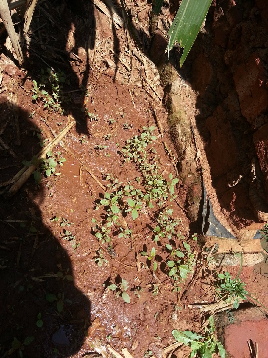 itsmidonah's tweet image. Check-in: Week 2 for Doodo(Amaranthus Ssp) 
Contributing to #foodsecurity in homes. #Ifilm4ClimateChange #unusedspaces