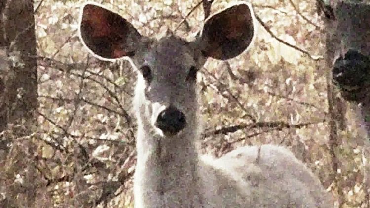 GujaratHeadline's tweet image. #White #Deer spotted for the first time in #Gir #Forest !! goo.gl/OpesUl #Gujarat @girsomnath @girsomnath18 @GujaratTourism