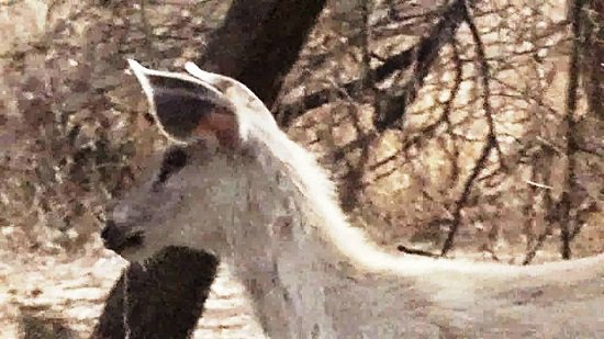 GujaratHeadline's tweet image. #White #Deer spotted for the first time in #Gir #Forest !! goo.gl/OpesUl #Gujarat @girsomnath @girsomnath18 @GujaratTourism