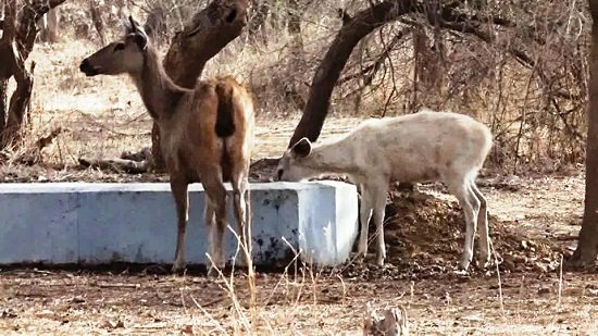 GujaratHeadline's tweet image. #White #Deer spotted for the first time in #Gir #Forest !! goo.gl/OpesUl #Gujarat @girsomnath @girsomnath18 @GujaratTourism