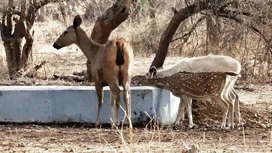 GujaratHeadline News (@gujaratheadline) on Twitter photo #White #Deer spotted for the first time in #Gir #Forest !! goo.gl/OpesUl #Gujarat <a href="/girsomnath/">Mahadev 🚩🚩</a> <a href="/girsomnath18/">Gir Somnath Sunsine</a> <a href="/GujaratTourism/">Gujarat Tourism</a> #White #Deer spotted for the first time in #Gir #Forest !! goo.gl/OpesUl #Gujarat <a href="/girsomnath/">Mahadev 🚩🚩</a> <a href="/girsomnath18/">Gir Somnath Sunsine</a> <a href="/GujaratTourism/">Gujarat Tourism</a>