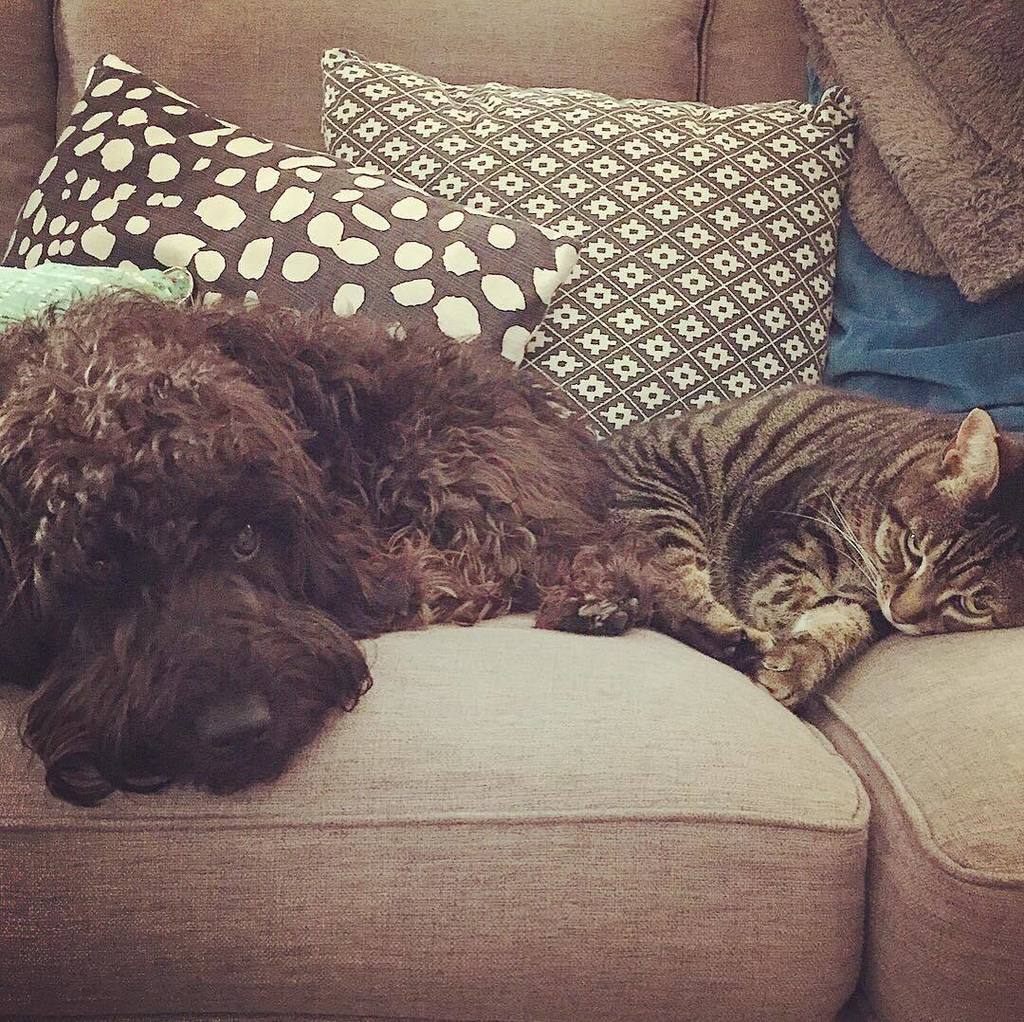 SWLondonDogs's tweet image. I never thought I'd see the day that I'd find these two sharing a sofa. Lynx, our old tabb… ift.tt/2mdLE3e