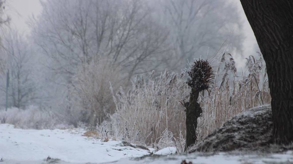 LKrasa's tweet photo. The winter was really tough this year. #lkbaits #winter #cold #nature #photography #ontheb… https://t.co/et5LEzkzT6 https://t.co/0nUvj9rAP2