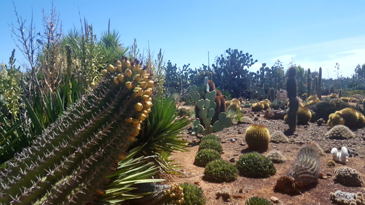 vettinorthcote's tweet photo. A stunning Saturday among the cacti - thanks @cactuscountry ! #Cactus #succulents #visitsuncountry #cactuscountry #roadtrip https://t.co/iPgM3DSCSt