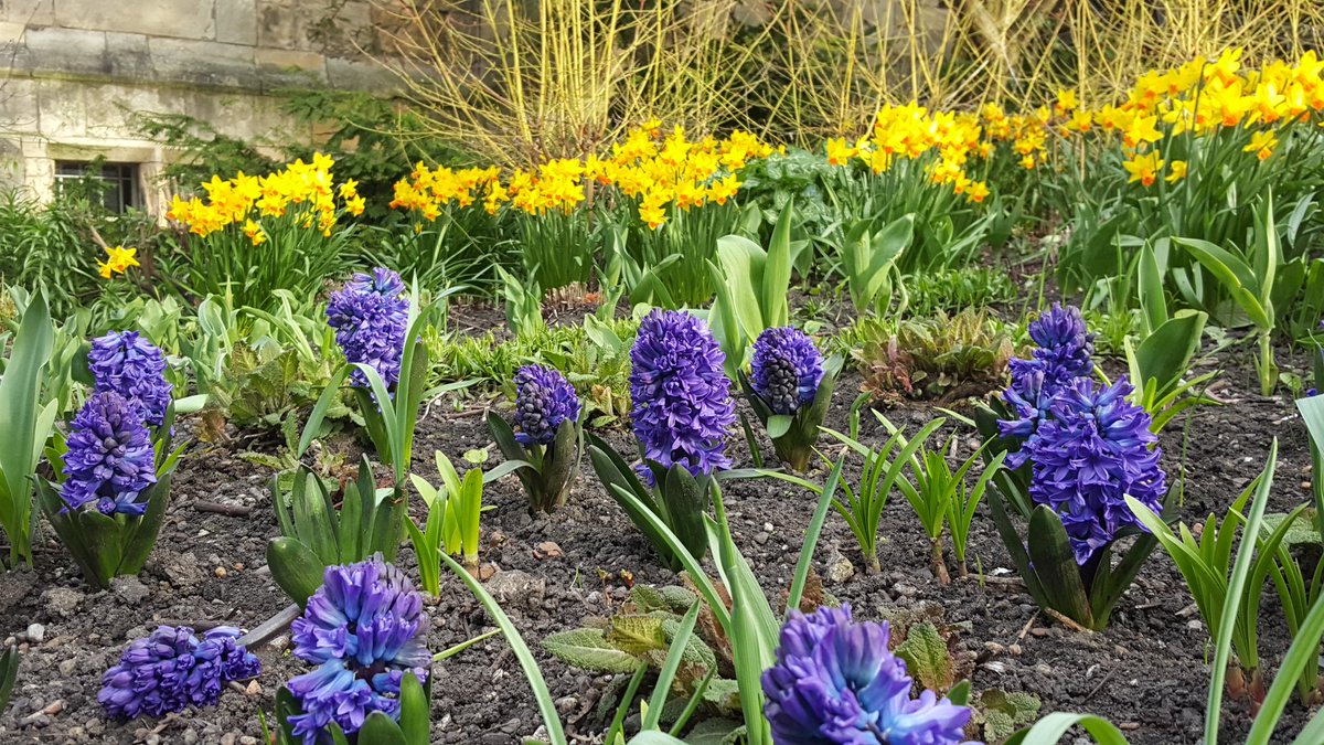 No21York's tweet photo. Love our morning walks through the Museum Gardens.
#Spring #MuseumGardens #York #SpringHasSprung #Daffodils #Hyacinths #AmazingYork https://t.co/wuoTkKuVdY