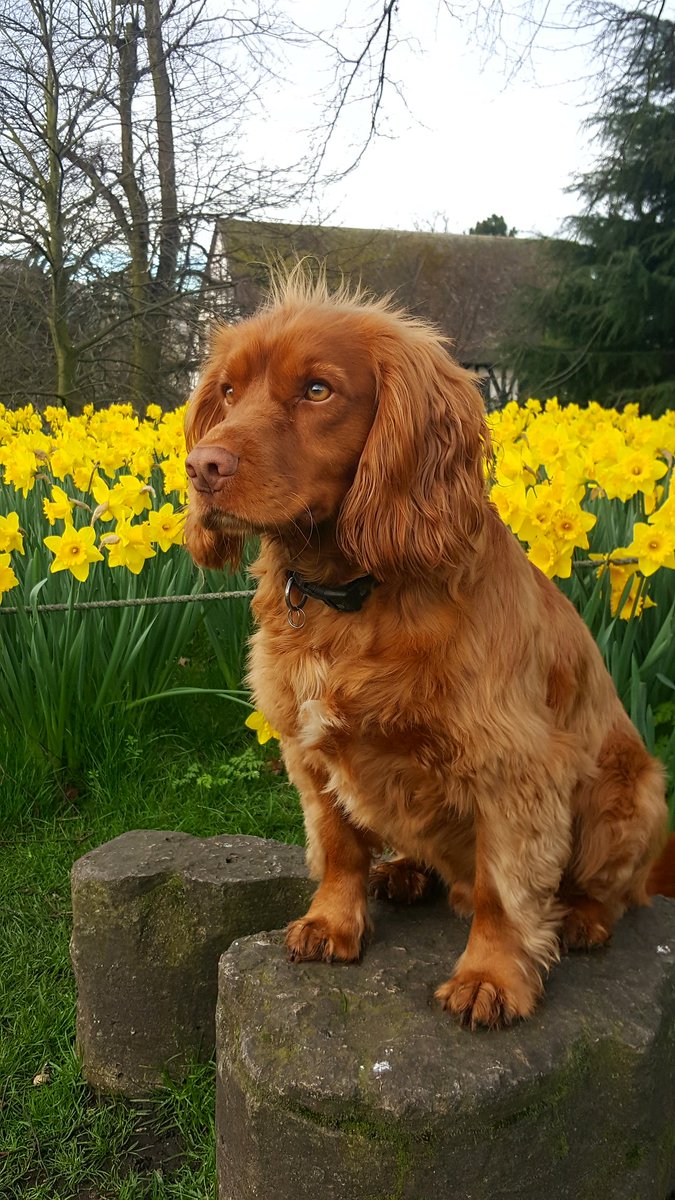 No21York's tweet photo. Love our morning walks through the Museum Gardens.
#Spring #MuseumGardens #York #SpringHasSprung #Daffodils #Hyacinths #AmazingYork https://t.co/wuoTkKuVdY