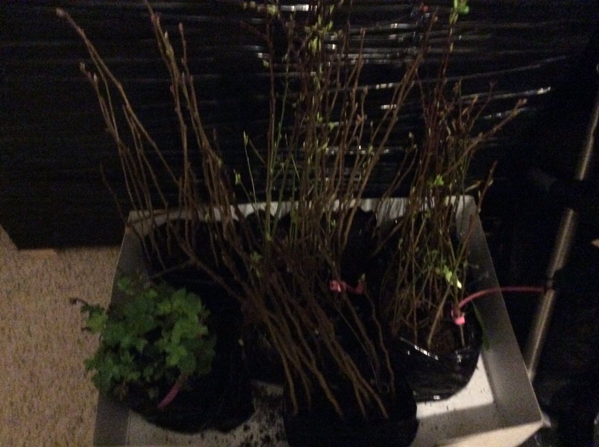 These beauties cannt wait to be plant today. Join us @BrunelManor, Torquay. 1-4pm Bring a spade and Teddy. <a href="/DDadsNetwork/">TheDadsNetwork</a> <a href="/SylvanAdventure/">Sylvan Adventures</a>