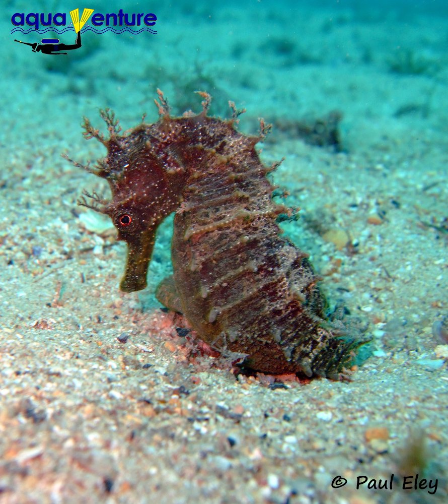 scubawhere's tweet photo. Stunning shot of a Seahorse, courtesy of @AquaventureLtd #malta #scuba #diving #aquaventure #scubawhere #reservationsmadesimple #seahorse https://t.co/lKpIh3JwOC