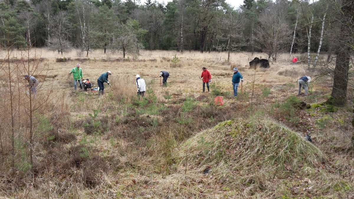 LBFriesland's tweet photo. Kiwanes druk aan het werk tijdens werkdag aan de Poostweg.  Zij halen kleine boompjes uit de heide, zodat de heide open blijft. Top werk! https://t.co/AH33n1DkdO