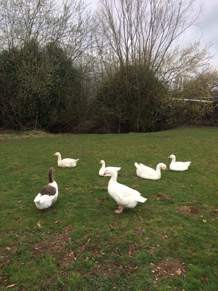 HSJBreak's tweet image. We think the geese might have followed us from campus to Germany 😬 #KidscanJailbreak #willweeverescape #help