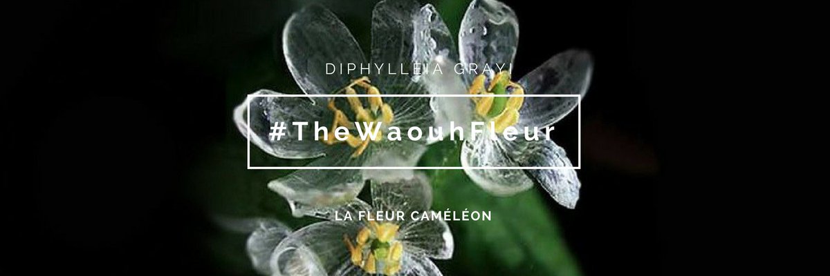 pass_flore's tweet photo. Aujourd'hui avec #TheWaouhFleur, la plante Caméléon dont les fleurs blanches deviennent transparentes une fois mouillées #transparence #beau https://t.co/gq9RhiS3Py