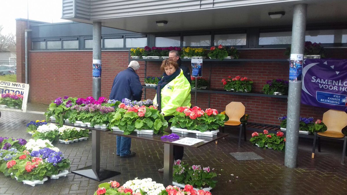 SamenloopD's tweet image. Nu bij @SVSchalkhaar Maak ze los, een traytje met 10 prachtige primula&apos;s voor geen 10, geen 8, maar slechts het schamele bedrag van 5 euro&apos;s