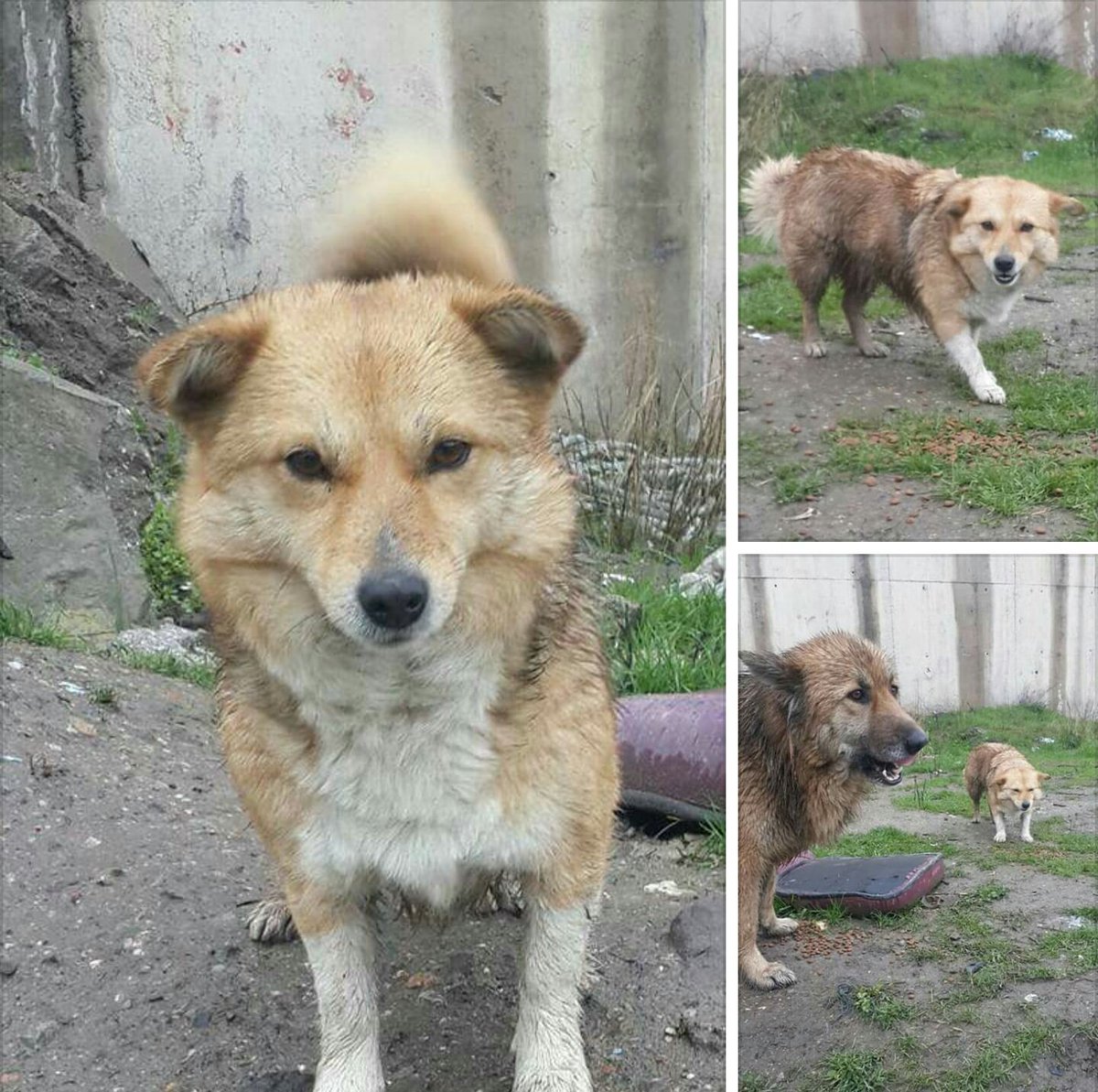 masum_gozler's tweet photo. 2 YAŞINDAKİ KISIRLAŞTIRILMIŞ 5/6 KG CİVARI MİNİK KIZIMIZA ÖMÜRLÜK YUVA ARIYORUZ
İSTANBUL / GEBZE
İLETİŞİM : 0532 348 18 80 https://t.co/0fkUhGnUvK
