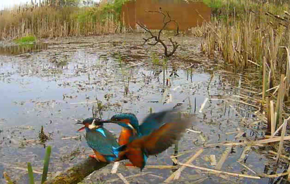 Simon King Wildlife (@skwildlife) on Twitter photo Great views of our Kingfisher pair this morning simonkingwildlife.com/page/live-cams… #skwildmeadows Great views of our Kingfisher pair this morning simonkingwildlife.com/page/live-cams… #skwildmeadows