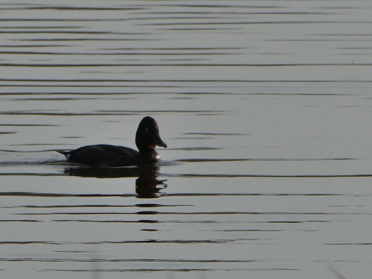 cdapelian's tweet photo. Another endangered duck in #Morocco #kenitra #Ramsar #lacsidiboughaba the #FerruginousDuck #lacsidibouhaba #AythyaNyroca #FuliguleNyroca https://t.co/yU9LQt9DgS