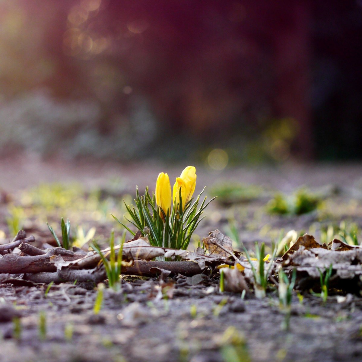 Happy weekend peoples of Twitter. Think spring, think spring, think spring!!!💛🌼🌾☀️🌼💛
