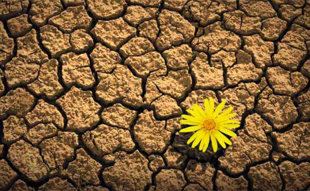 La stagione del fallimento è il momento migliore per piantare i semi del successo.
(Paramahansa Yogananda)