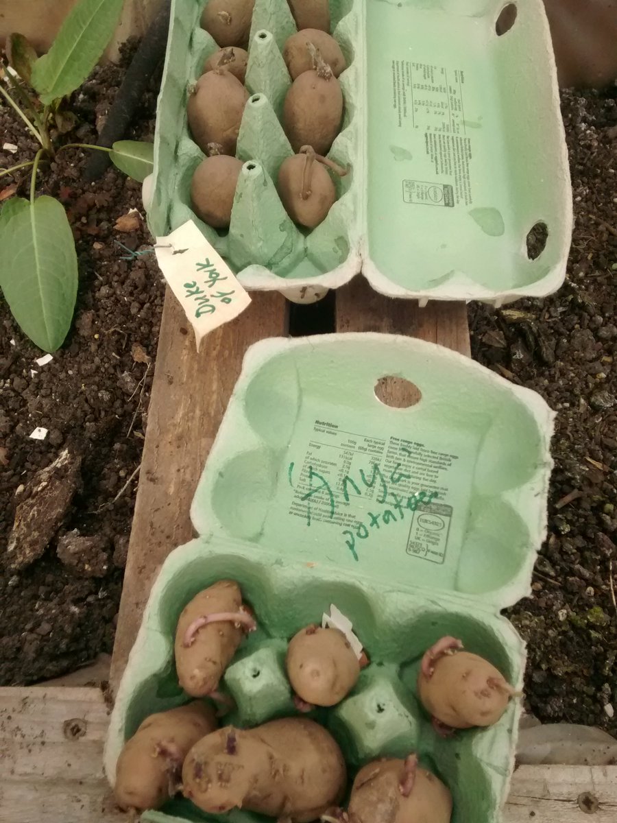 BaterseaGardens's tweet photo. A bit too much Guinness last night? Get some fresh air in roof garden & help plant out #chitted #potatoes. #Battersea https://t.co/09PYLfbnvx