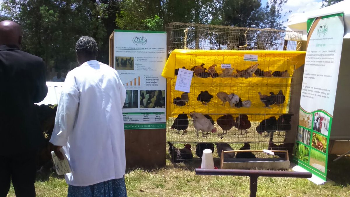 ntvkenya's tweet photo. Happening Now: #SeedsOfGold #FarmingClinic at KARLO Food Research Institute, Kitale. https://t.co/Fnc7BLgqp4