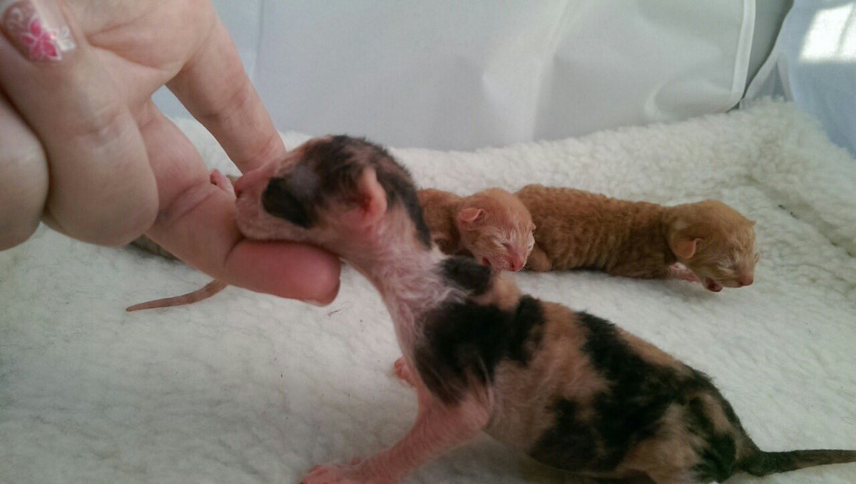 _DeoRex's tweet image. #дети #корнишрекс вот такие они необычные #кошки ☺️👍