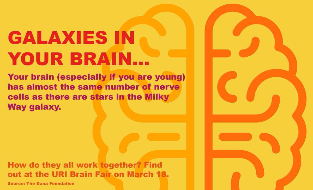 universityofri's tweet image. Before you head to campus for today’s #URIBrainFair, here’s our final fact for all you brainiacs: bit.ly/2ndDyEi #BrainWeekRI