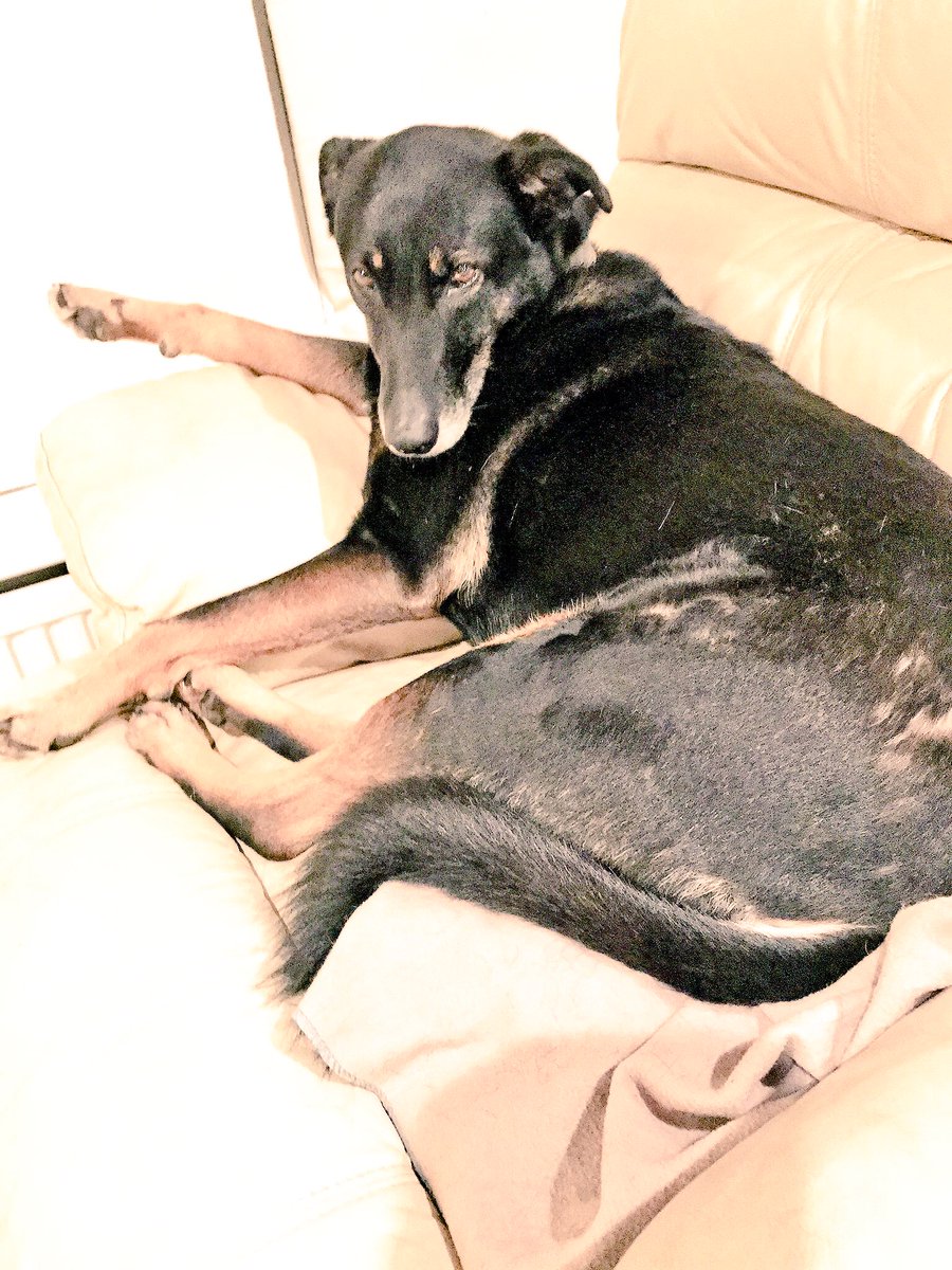 julesserkin's tweet photo. @IAmTimDowling Cassie is dying to be introduced #BillyFan https://t.co/wN4jzgkAz5