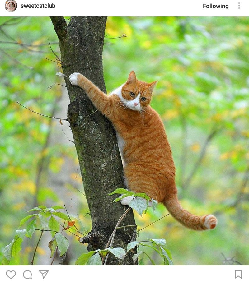 BaSamRoo's tweet photo. มองอาราย ม่ายเคยเห็นแมวปีนต้นไม้หรา #แมวเท่านั้นที่ทำได้ #onlycatcando https://t.co/Rsoskd8Dp7
