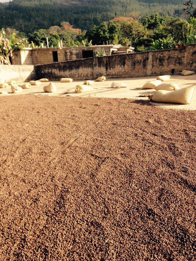 Some full naturals on the drying pad #haiti #specialtycoffee