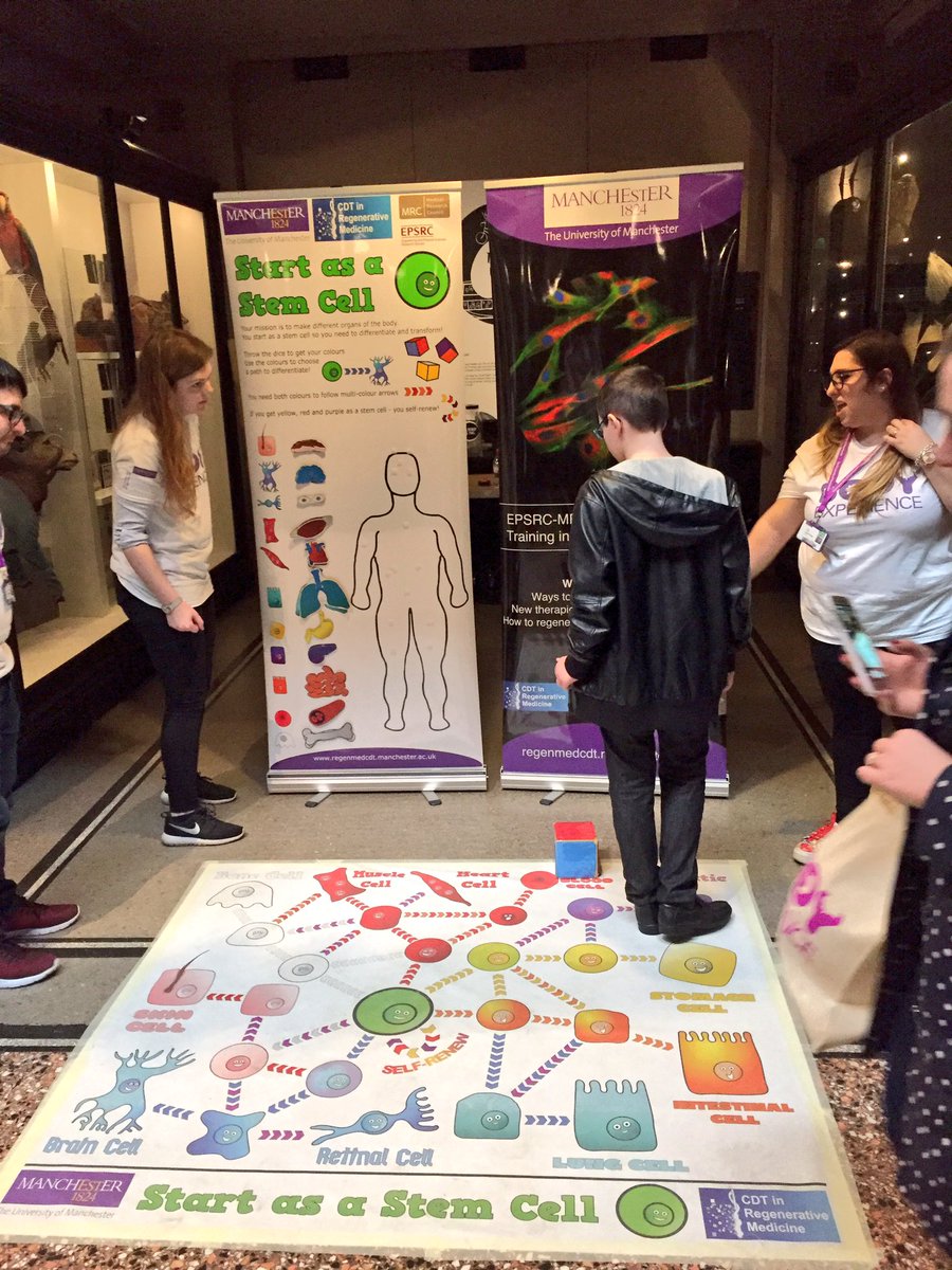 ThatEdThomas's tweet photo. Heart balloons, histology, body mechanics, stem cells and much more. @McrMuseum has it all for it's #bodyexperience event as part of #BSW17 https://t.co/GahnRi1ouZ