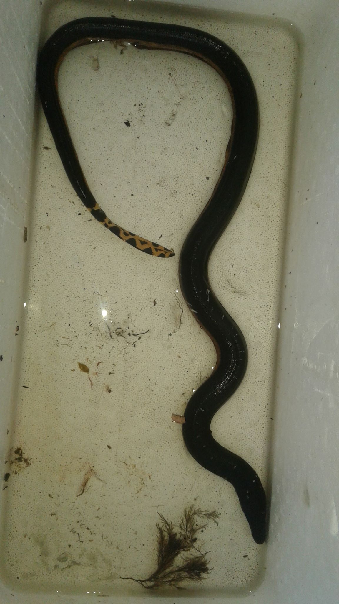 Blanche D'Anastasi on Twitter "Yellow bellied sea snake Hydrophis