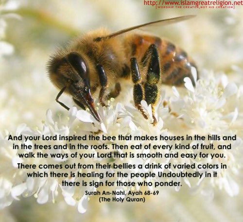 omaregy0220's tweet photo. @CocoaKpops @LisaMoraitis1 that is why a chapter in her name in the last message to humanity #quran #knowurpurpose #read https://t.co/m04qMYXyy7