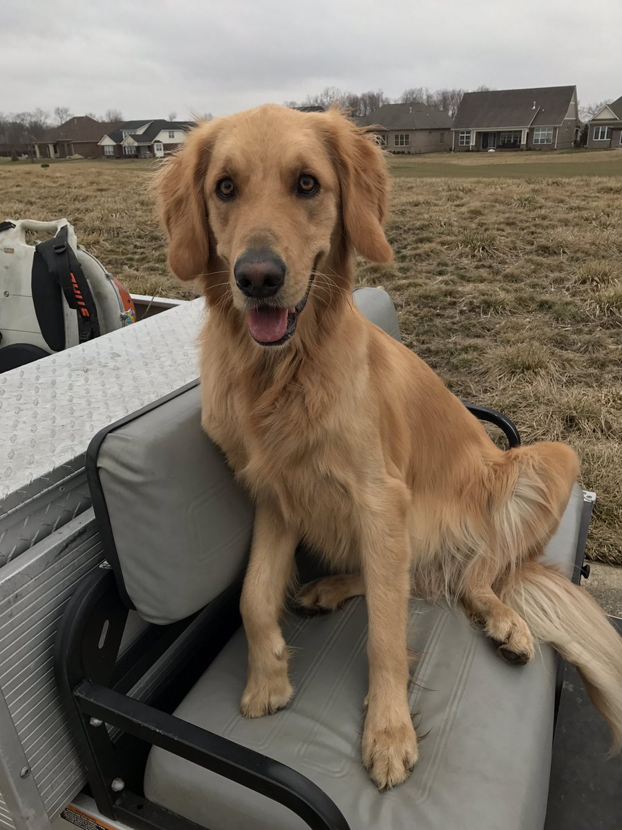purdueturfy's tweet image. My helper w goose patrol this morning. #itsreallycold #dogsofturf #golfcourselife