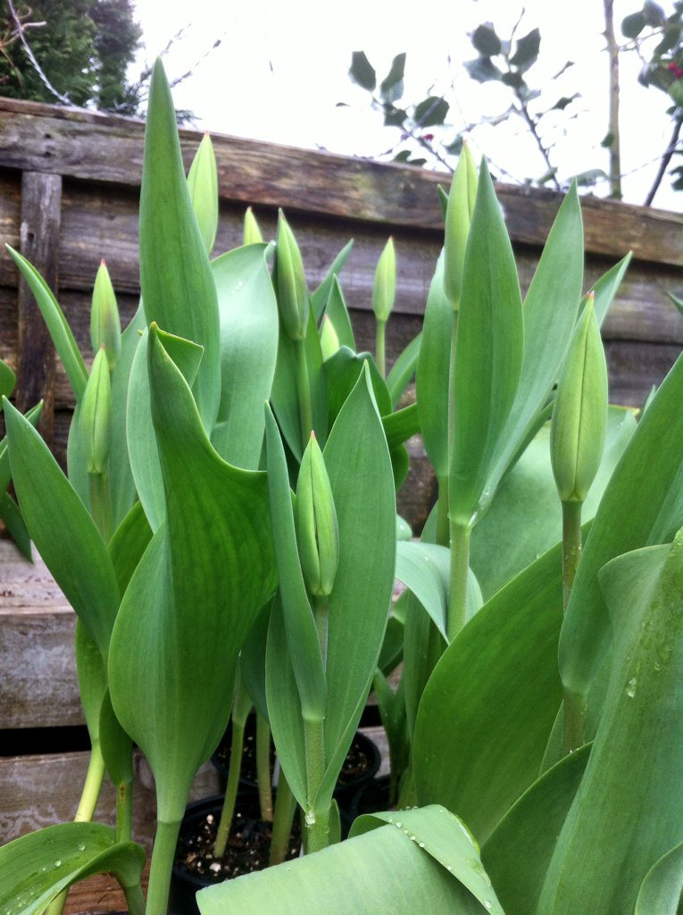 BudGardenCentre's tweet photo. #peatree tulips, lots of choice: Renaldo, Angelique, Queen of The Night, Princess Irene, Shirley, Purissima + more! https://t.co/uW4ocgDVFP