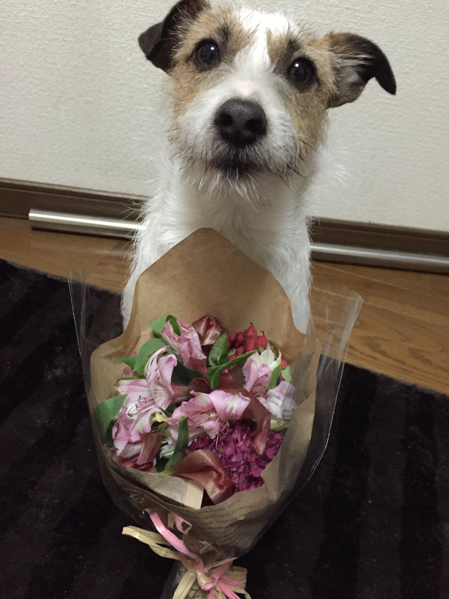 3103ae's tweet photo. そして正式にぐりがうちの子になりました^ ^これからいっぱい色んな所行こうね！ https://t.co/x5JifNmbTG