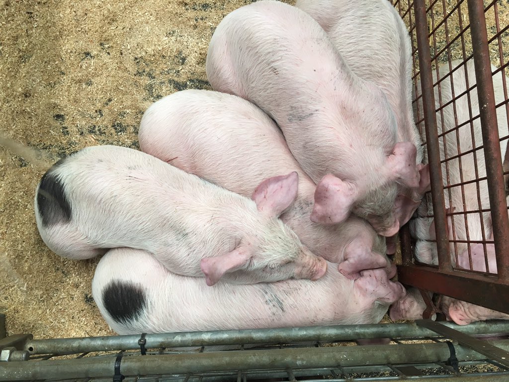 bethanyhamer1's tweet photo. Cows sold and time for home. However we've somehow acquired these babies 🙄🐽 https://t.co/a0g6gHkiqn