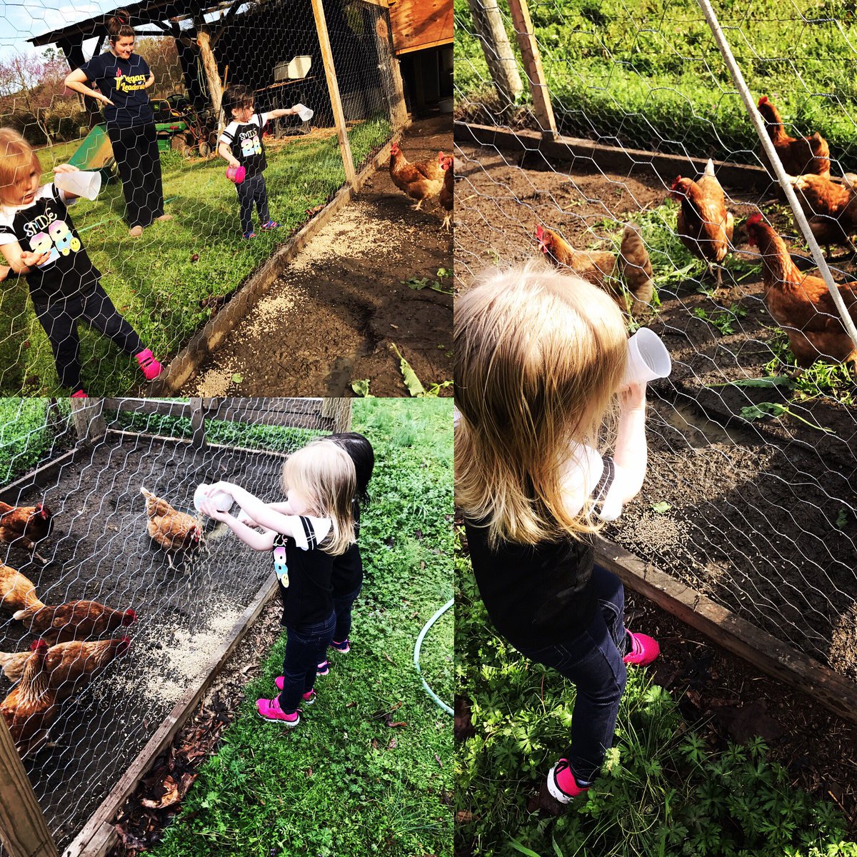 faulkneruada's tweet photo. Got a little help this morning feeding the chickens #4HPoultry #future4Hers #grandkidlove @rena_rlzlawson https://t.co/yypdbG3EdO
