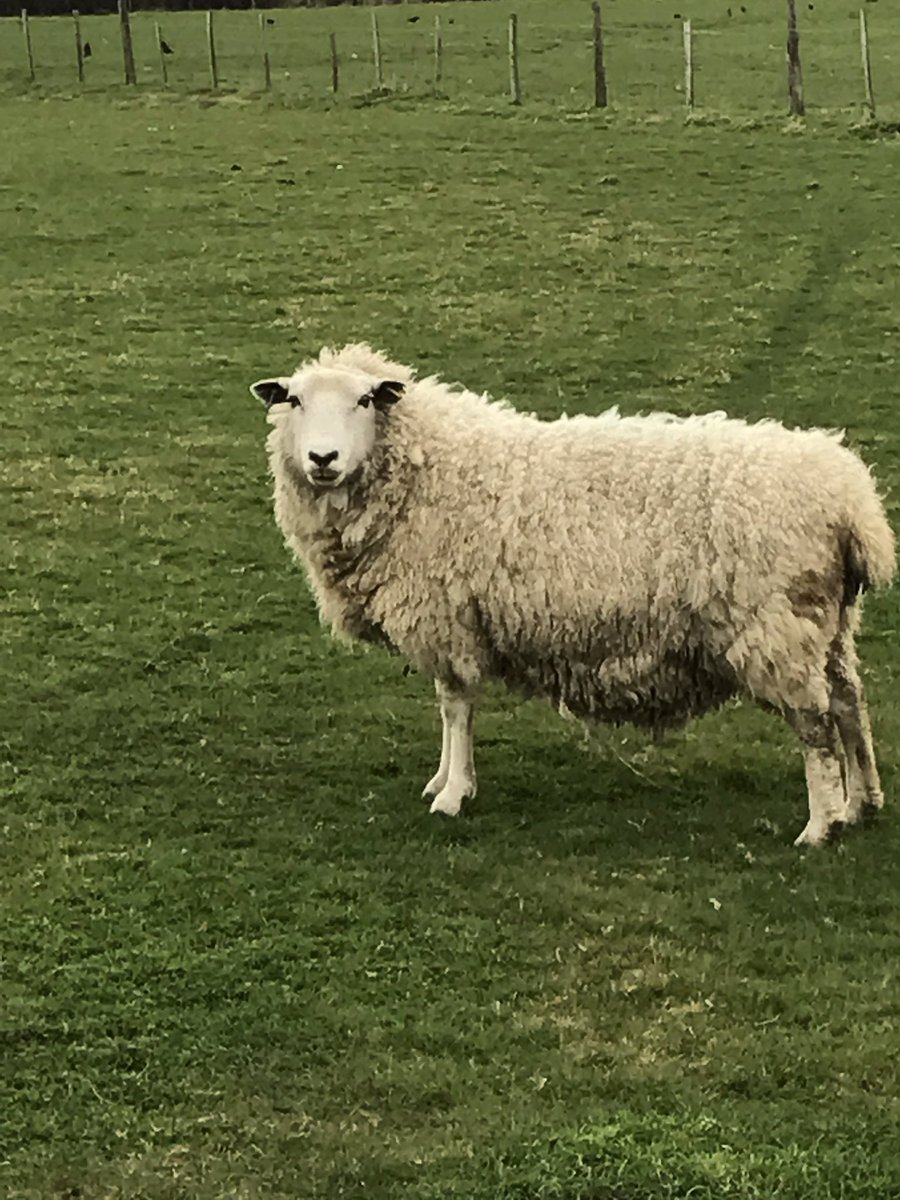 Nearly that time of the year when we see the little bundles of fluff running around the fields 🐑😂🤣 #lamb #sheep #farm #berylscafe #spring
