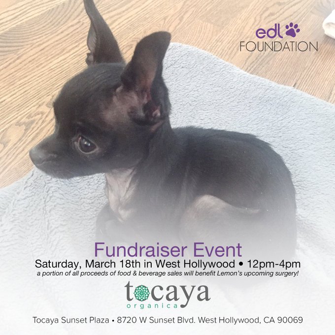 See you all today at Tocaya for tacos and puppies 🐾12-4pm on Sunset https://t.co/Sv88Jb2Dh1<a href="/tag/vegan"class="tags"><span>#vegan</span></a><a href="/tag/organic"class="tags"><span>#organic</span></a><a href="/tag/diet"class="tags"><span>#diet</span></a><a href="/tag/cleaneating"class="tags"><span>#cleaneating</span></a>