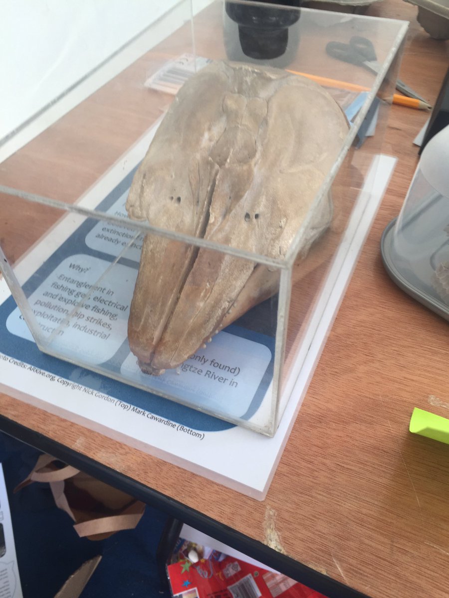 SotonBioBlitz's tweet photo. What's this? Come tell us what you think! #sotsef @sotsef https://t.co/nSQh050l3d