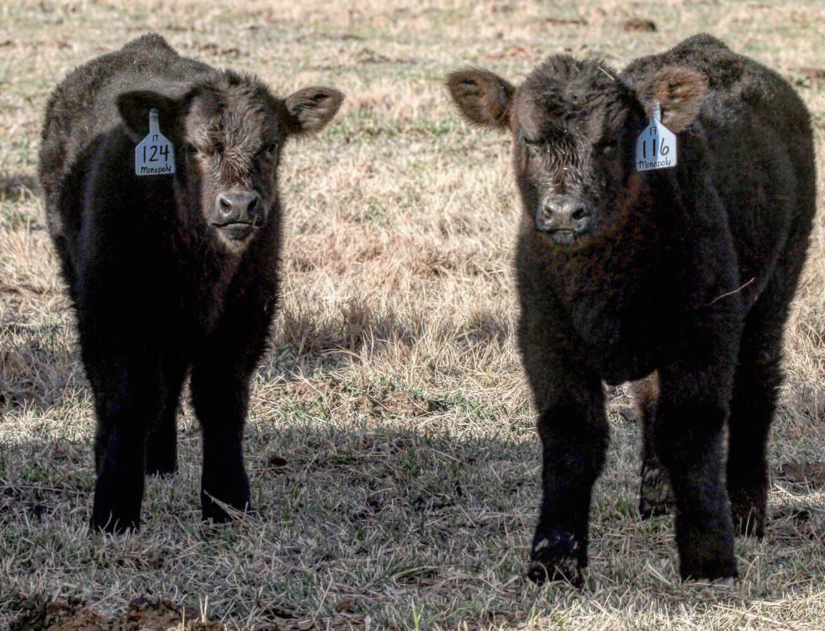 bushmancattle's tweet image. #siblingsaturday Two monopolies and two Chamber calves. #bushmancattle #deepset #lotstochoosefrom