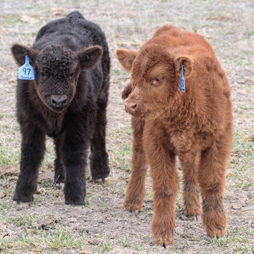 bushmancattle's tweet image. #siblingsaturday Two monopolies and two Chamber calves. #bushmancattle #deepset #lotstochoosefrom