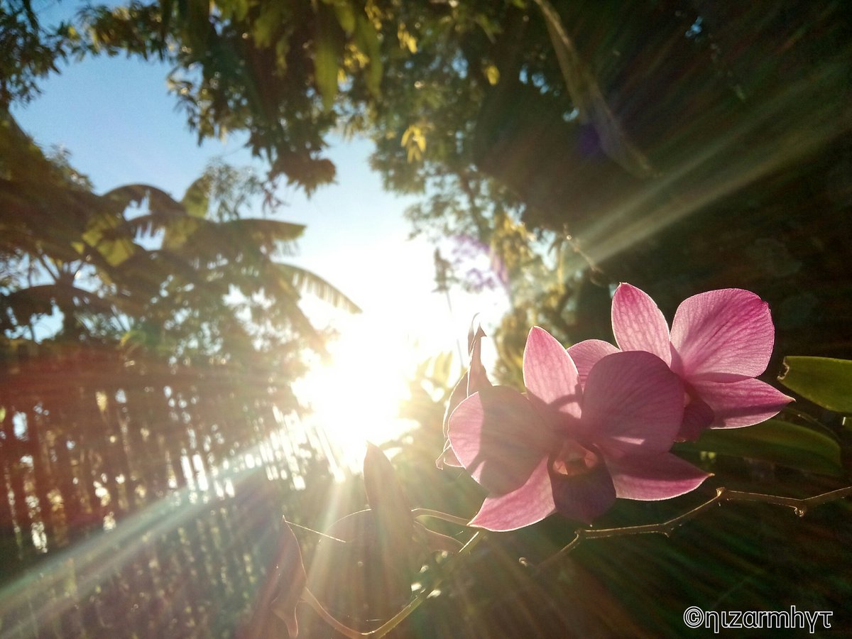 nizyt_'s tweet photo. #flashplus2 #letsmobighrap #letsmobighraph #flower https://t.co/dC56MKu1Mf