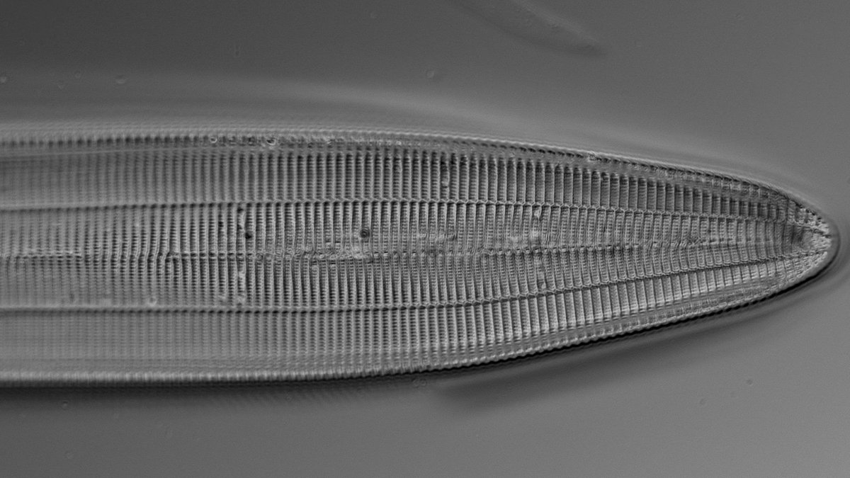 Natural Texture perfection  
Credit: Nidhogg on Sciccope 
buff.ly/2nvHUKF