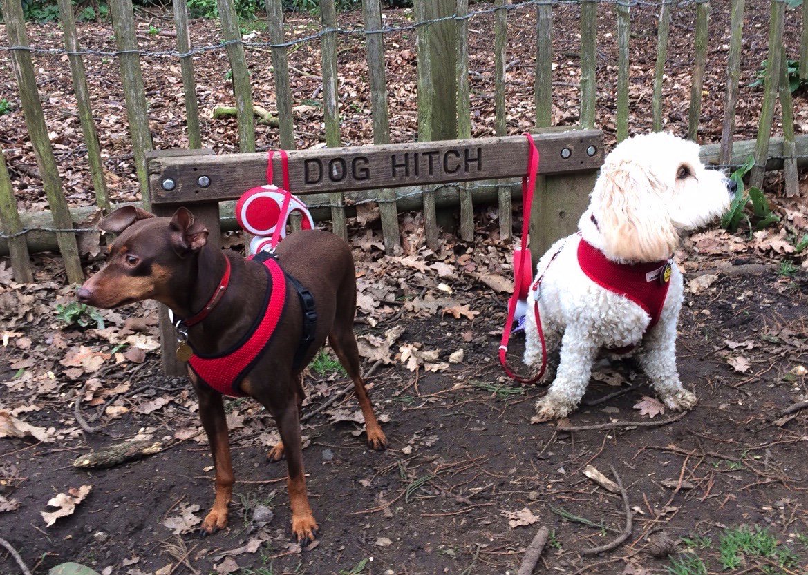 revmselby's tweet photo. Ruairi and Harvey pause on our 5 mile walk with church walking group @stpeterealing #bestfootforward https://t.co/ARo9QCqAg0