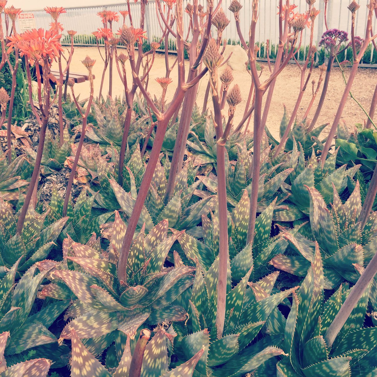 KidTripster's tweet photo. Natural beauty everywhere. #santacruz #succulents #crusingthecliffs #familywalk #exploringwithkids #california https://t.co/7nNE18jWEW