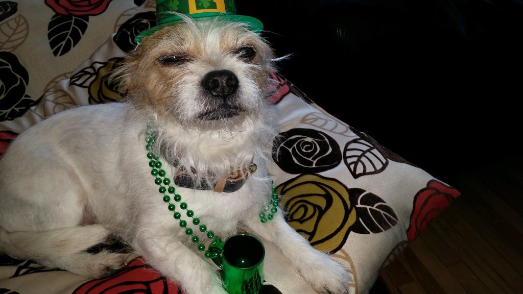 LensTinyToes's tweet photo. Happy belated #StPaddysDay I was too busy filling this little cup to tweet. https://t.co/GseFcs2Xo5