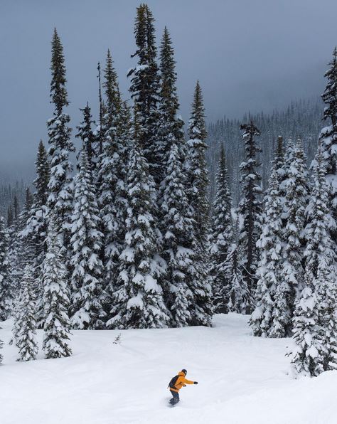 GoWhistler's tweet image. 25cms of new snow &amp;amp; it&apos;s Saturday! ...Dreams do come true! Have fun playing out there.

📷: mister_snuffleupagus (bit.ly/2nNYBgq