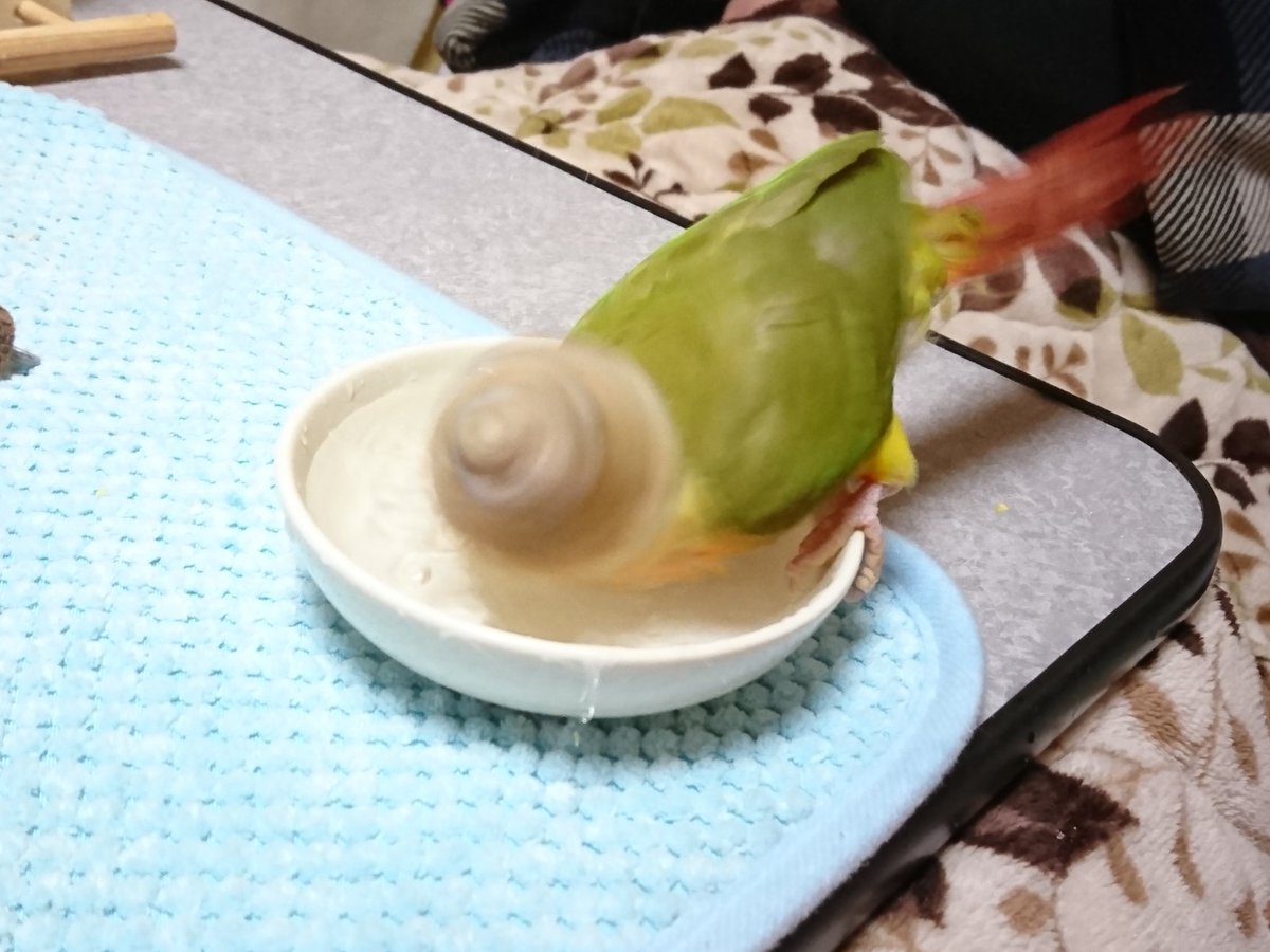 9さい (@miaokame) / Posts / X