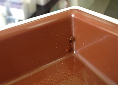 ClearVueTraps's tweet image. Containing #BedBugs isn't something 2 hope for. Why a sticky glue surface keeps freedom out of reach! #ClearVue ow.ly/9ut530a1a38