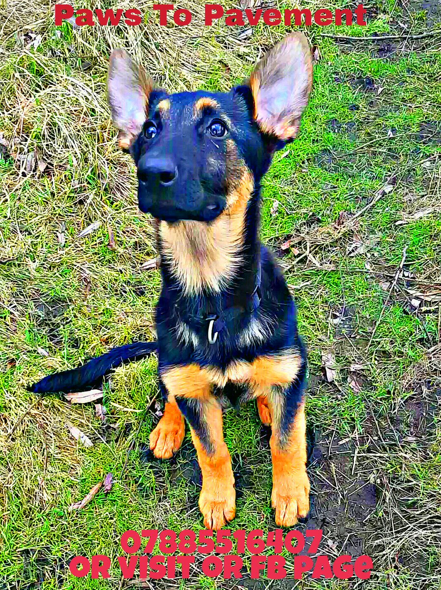 liam23153707's tweet photo. We have spaces available for new dogs!
Sheffields12 #dogwalking #ATSocialMedia #SOUTHYORKSBIZ #sheffieldissuper #pawstopavement #SocialMedia https://t.co/1u0Ogl351E